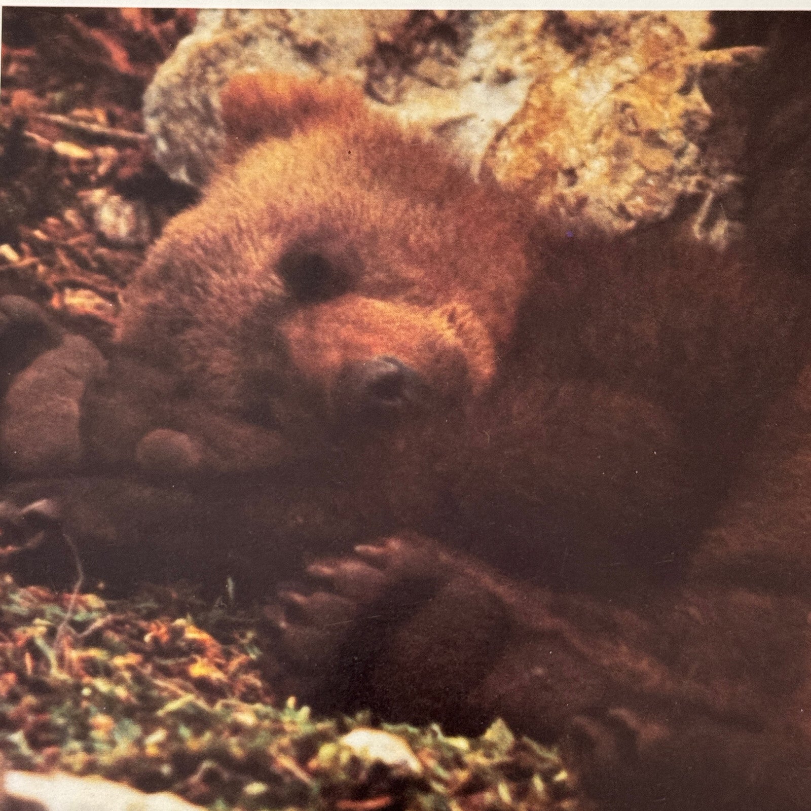 Vintage Movie Film Lobby Card The Bear Tri Star Release 1989