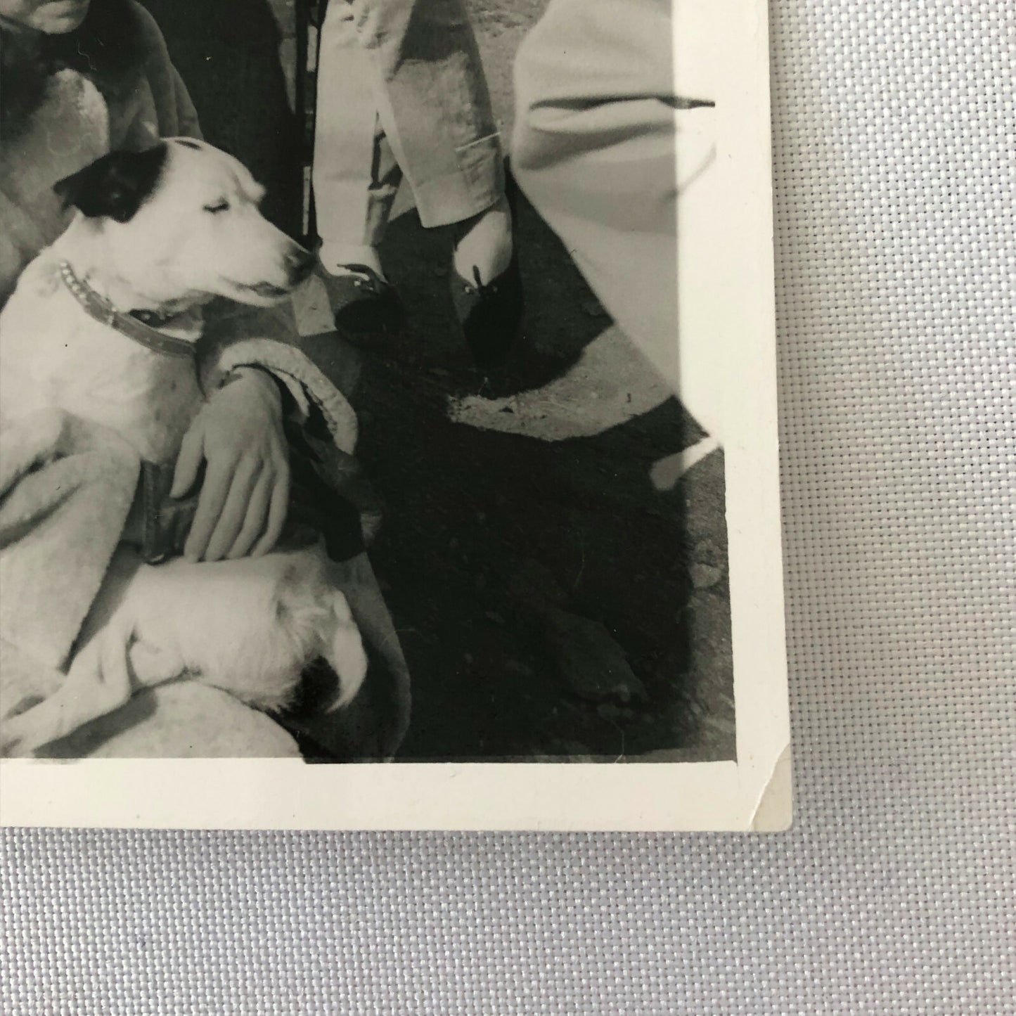 Vintage Stirling Moss Racing Driver Photo Photograph Women and Dog 