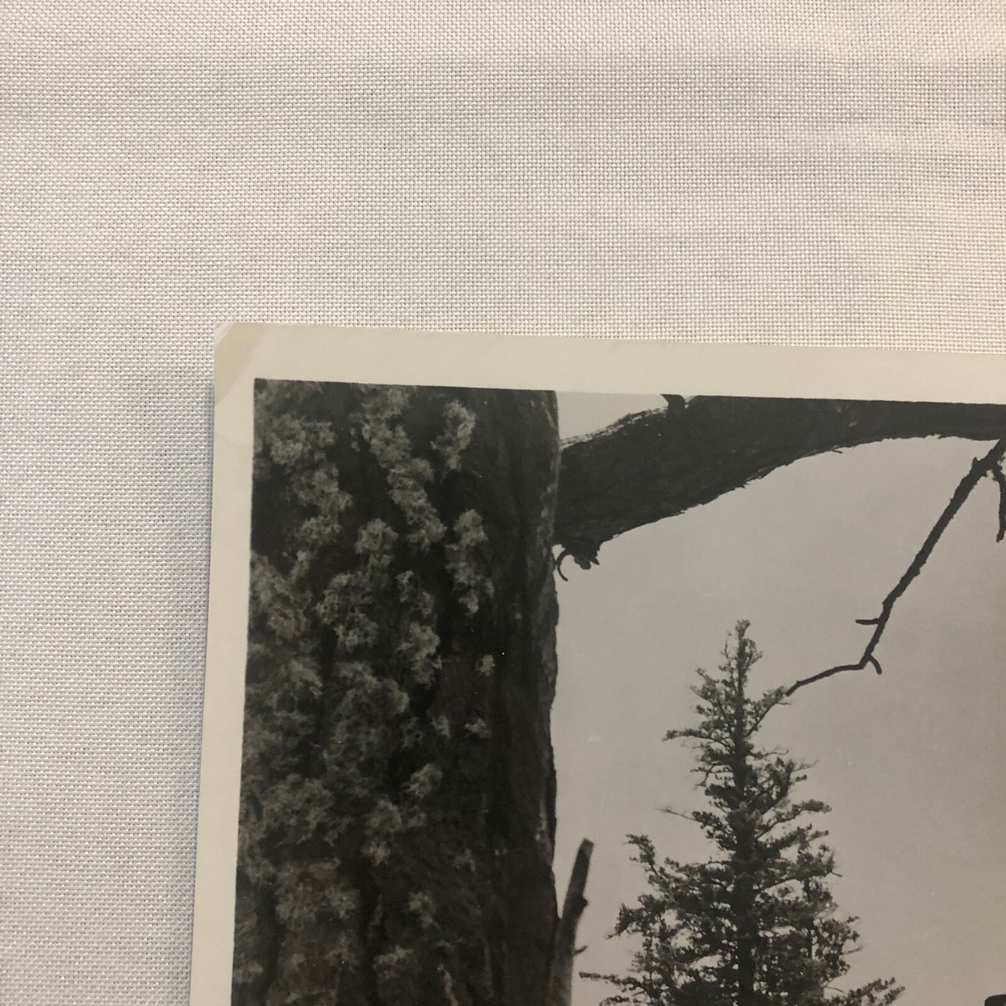 Actor Gary Cooper The Hanging Tree Movie Press Photo Photograph Warner Brothers