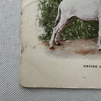 Vintage Postcard Man and Horse Drinking Beer Posted Postmark 1905 1906