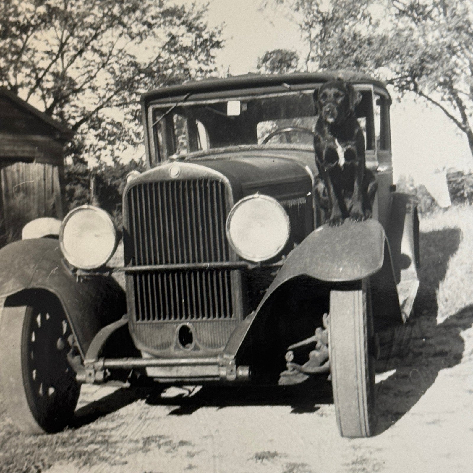 Vintage Car Photo Photograph Print Dog with Automobile Snapshot