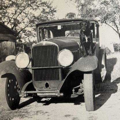 Vintage Car Photo Photograph Print Dog with Automobile Snapshot