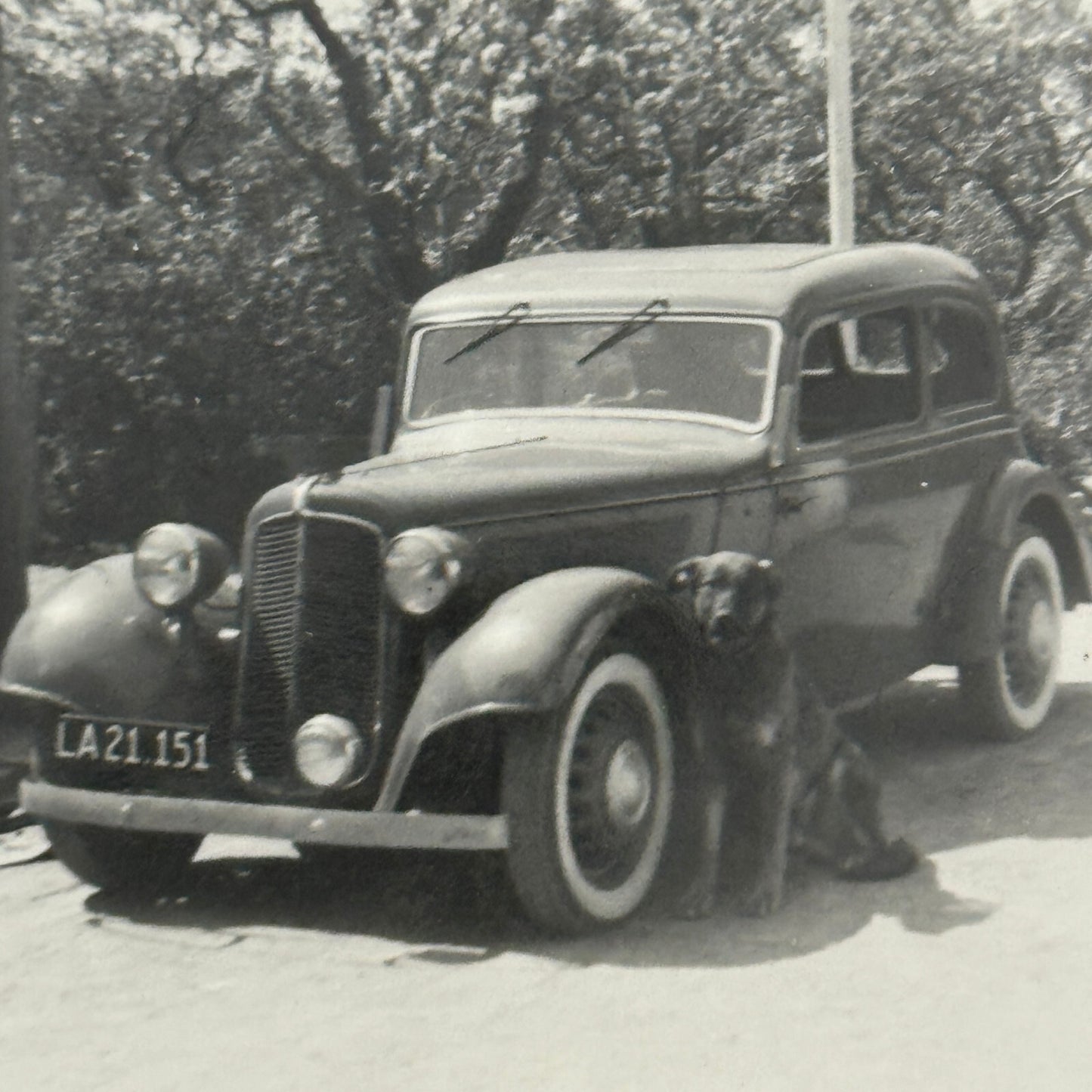 Dog with Antique Car Automobile Photo Photograph Lot of 2x Vintage