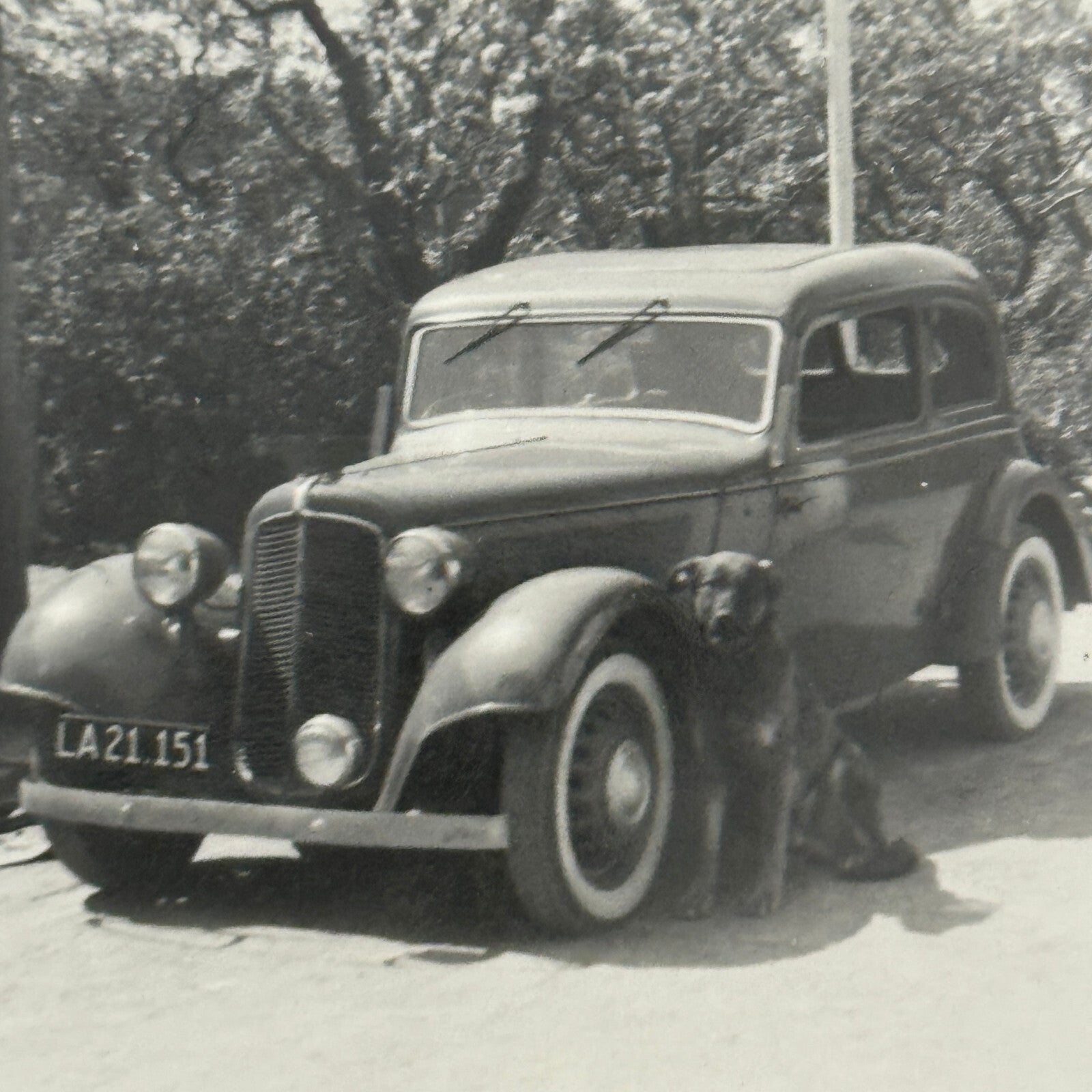 Dog with Antique Car Automobile Photo Photograph Lot of 2x Vintage