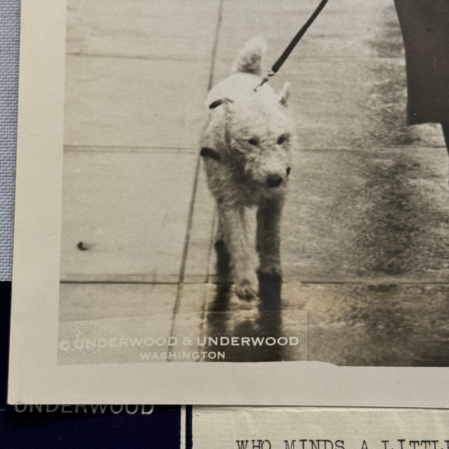 1933 Press Photo Photograph Daughter of Belgian Ambassador Walking Dog in Rain
