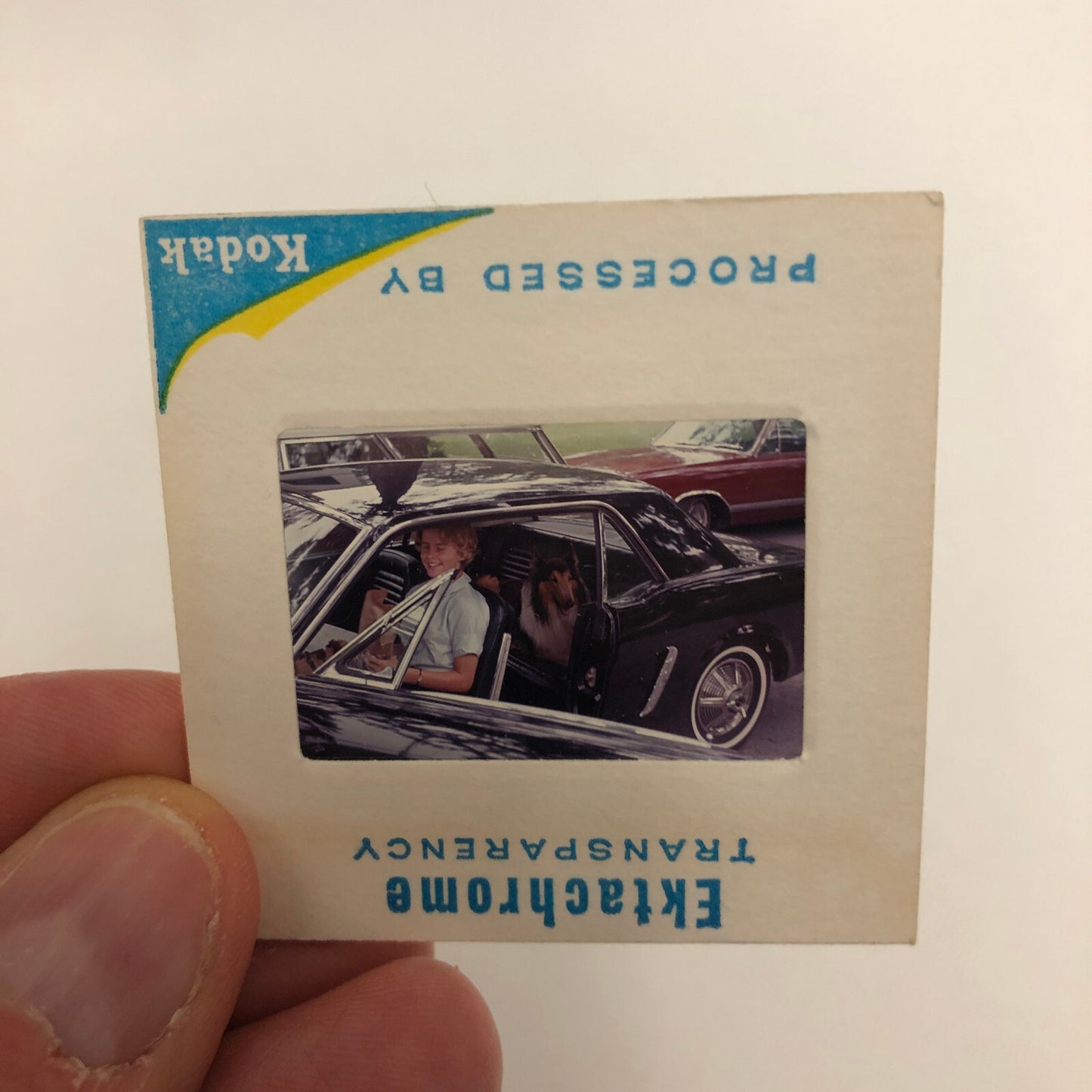 35MM Slide Photo Ford Mustang with Woman and Dog