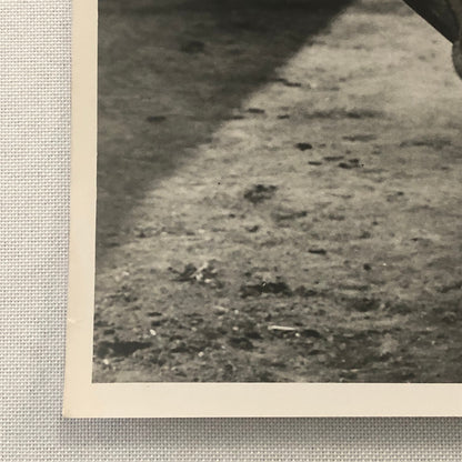 Vintage Horse Racing Photo Photograph Queens Own John Delisle