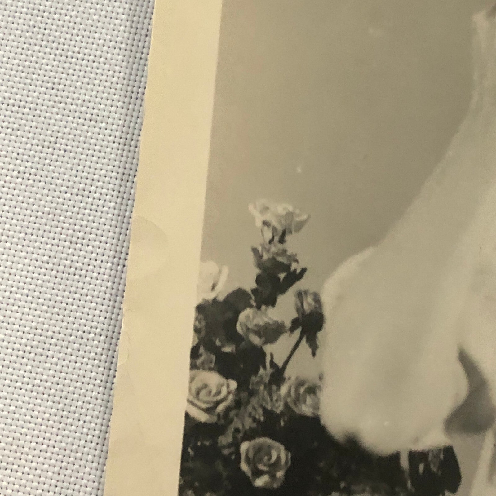 Janet Blair Singer Actress Photo Photograph