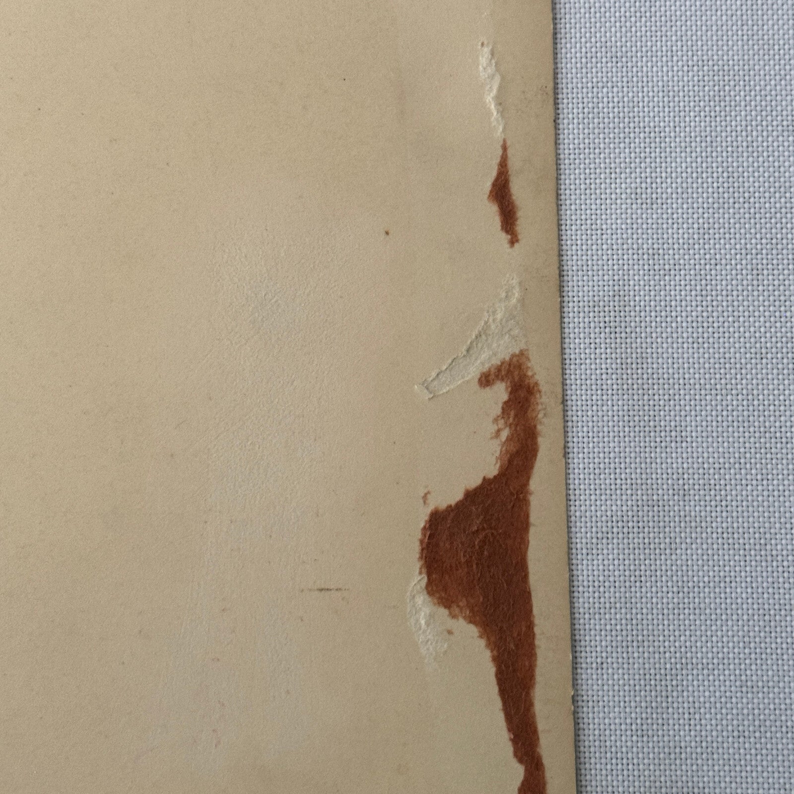 Vintage Circus Juggling Acrobat Act Bedini Tafani Photo Photograph