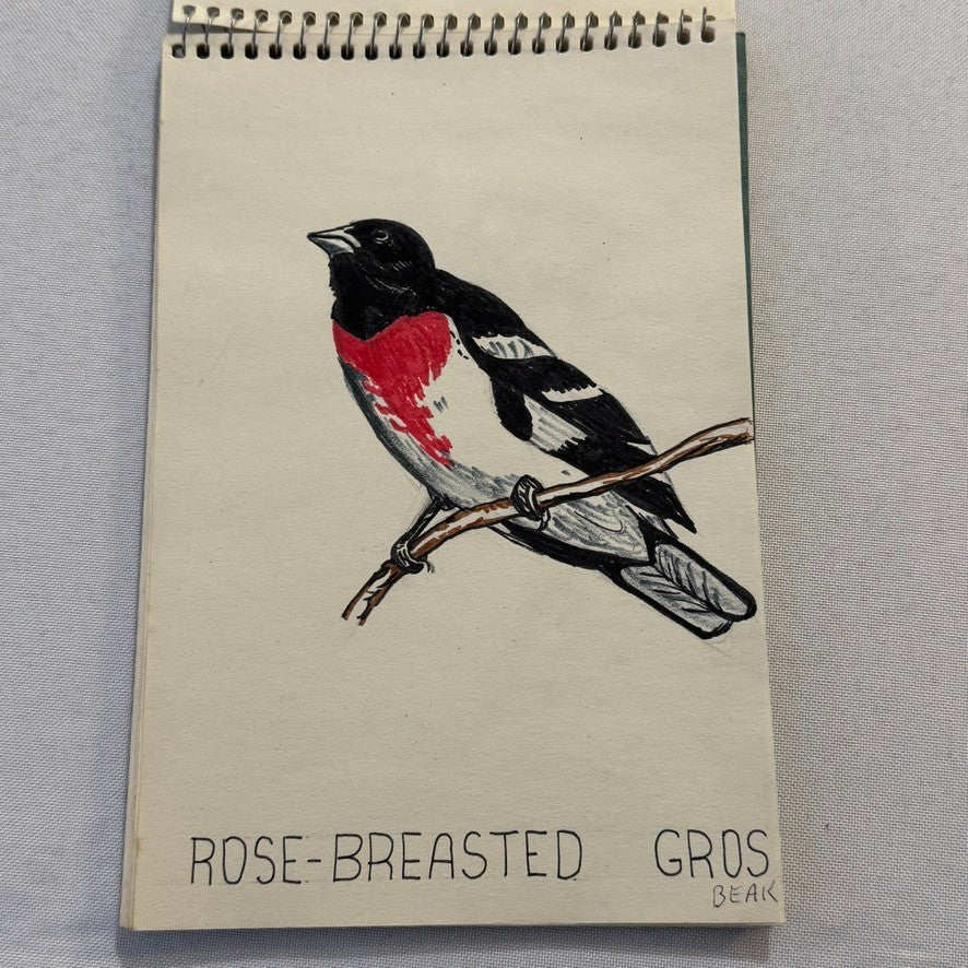 Vintage Bird Art Illustration Sketchbook Baltimore Oriole Grosbeak Nighthawk
