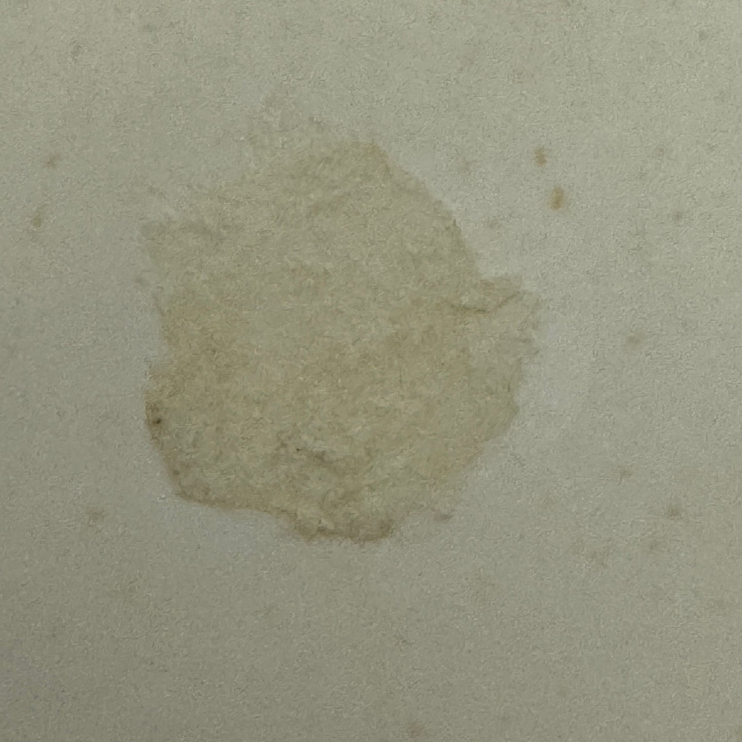 Vintage Alfa Romeo Car Automobile Photo Photograph Print