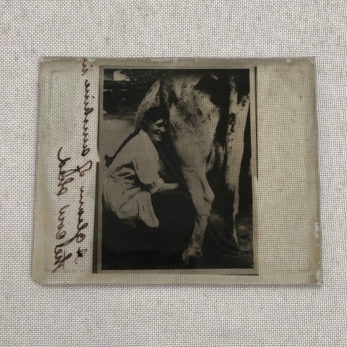 Antique Glass Plate Photo Slide Positive Woman Milking Cow Farm Barn