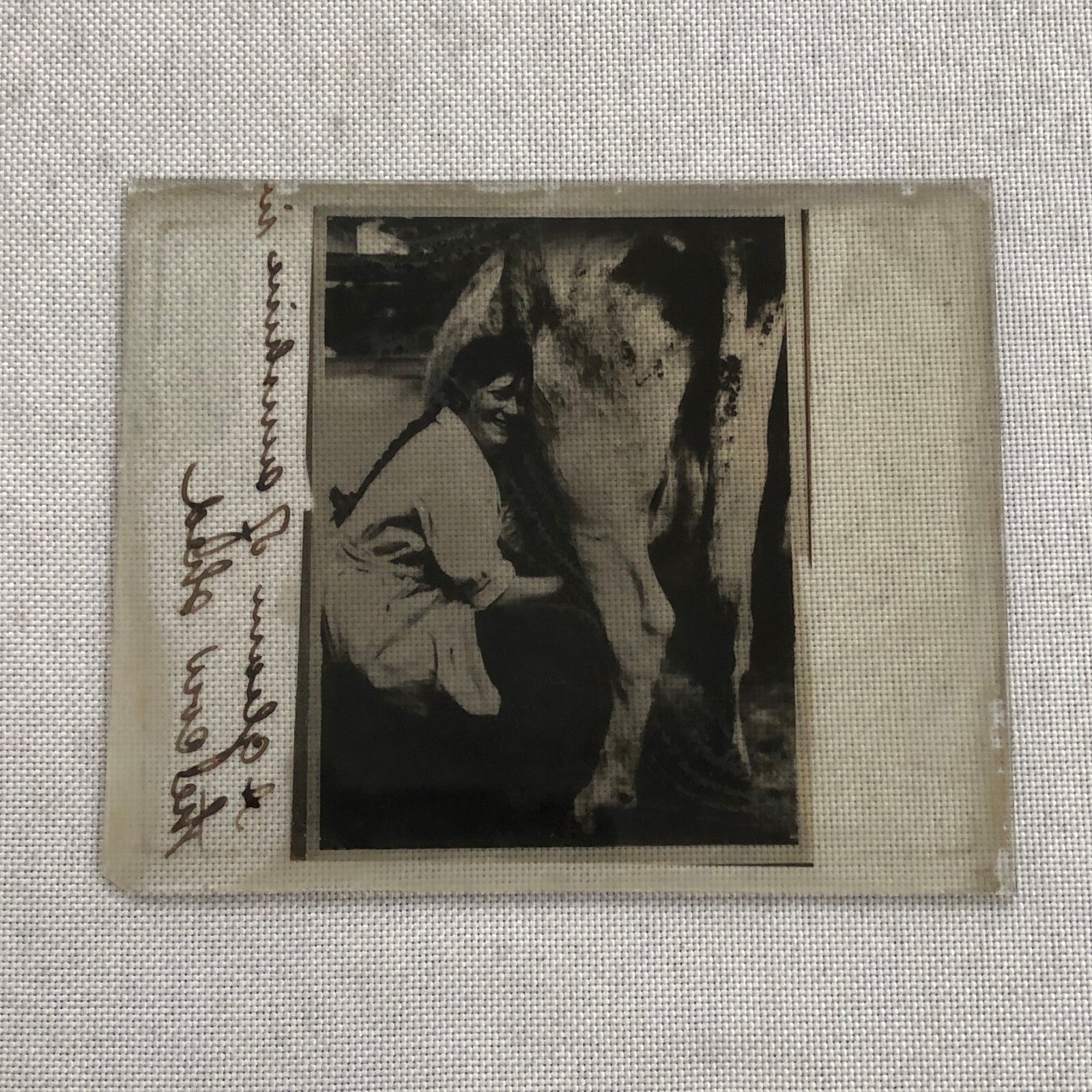 Antique Glass Plate Photo Slide Positive Woman Milking Cow Farm Barn