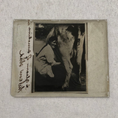 Antique Glass Plate Photo Slide Positive Woman Milking Cow Farm Barn