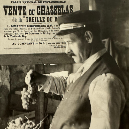 French Press Photo Photograph Gardener Weighing Grapes 1934 Agence Trampus