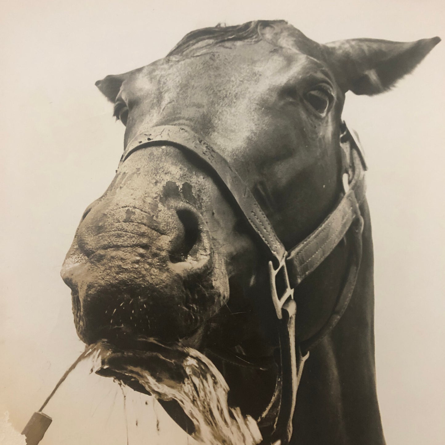 Vintage Horse Racing Photo Photograph Pine Point