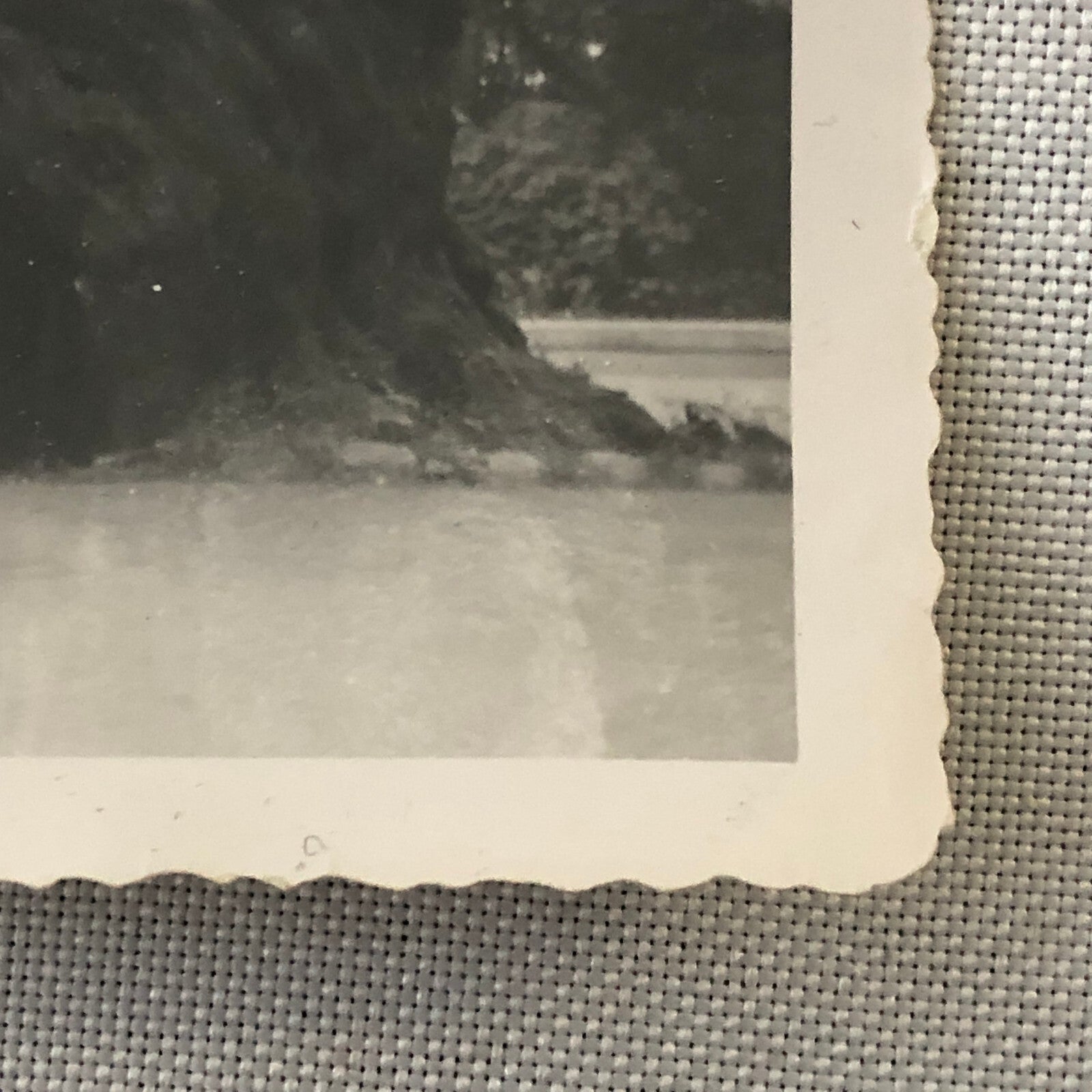Vintage Oldsmobile Car Tunnel in Large Tree Photo Photograph Snapshot Print