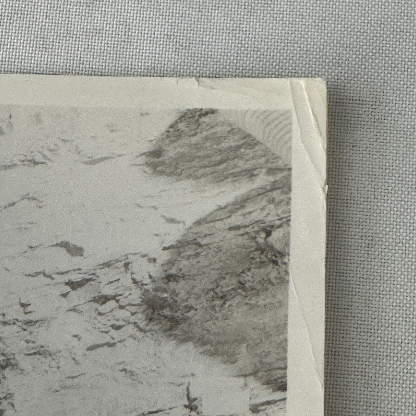 Vintage Movie Photo Photograph Actress with Dog Unidentified