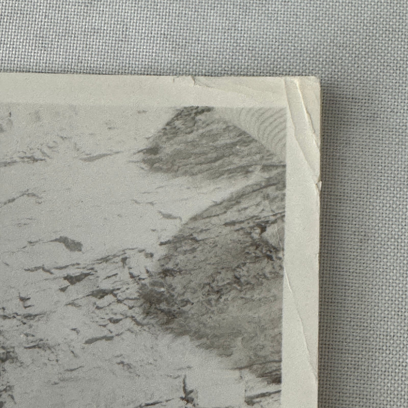 Vintage Movie Photo Photograph Actress with Dog Unidentified