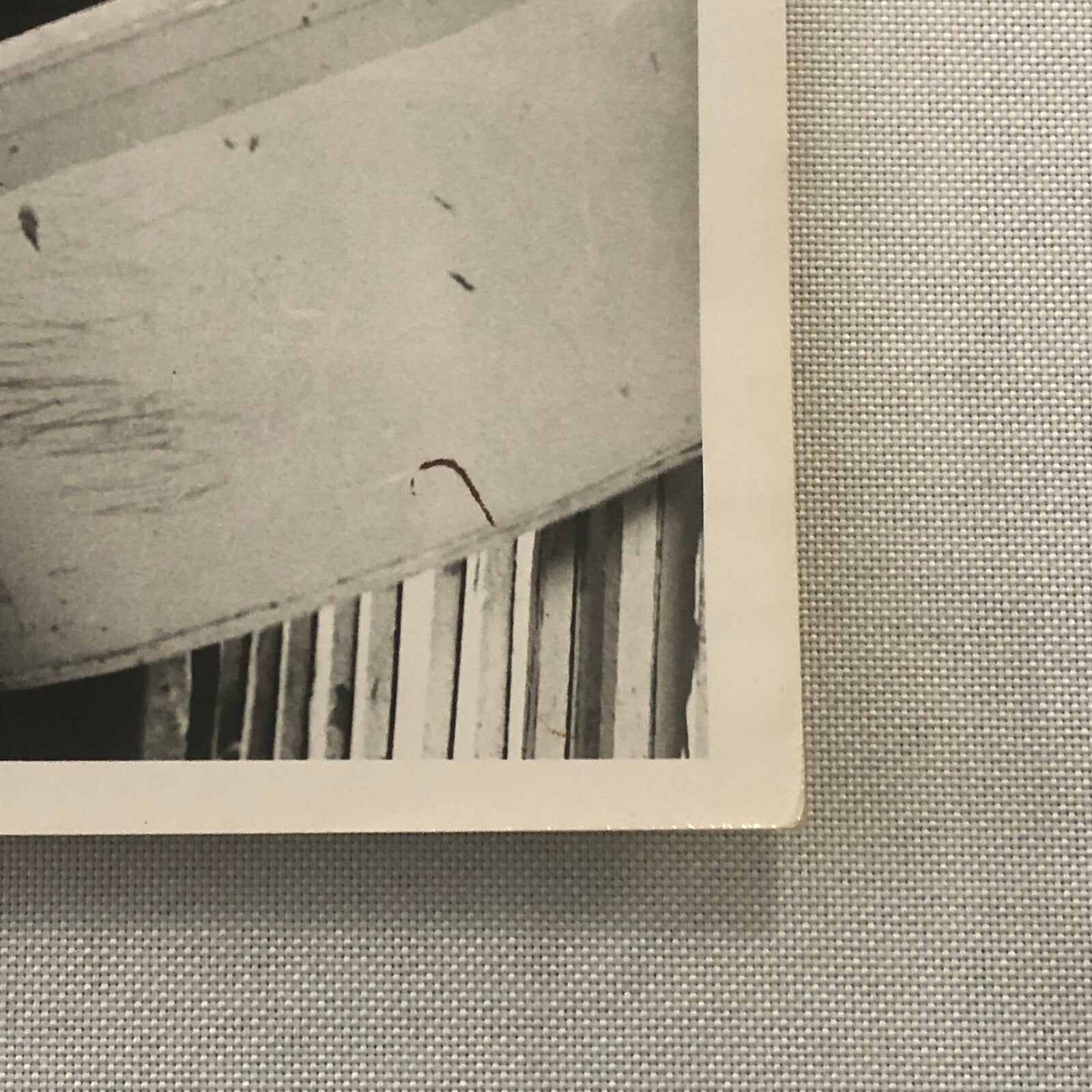 Vintage Horse Racing Photo Photograph Queens Own John Delisle