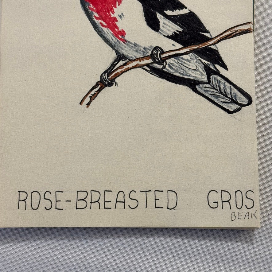 Vintage Bird Art Illustration Sketchbook Baltimore Oriole Grosbeak Nighthawk