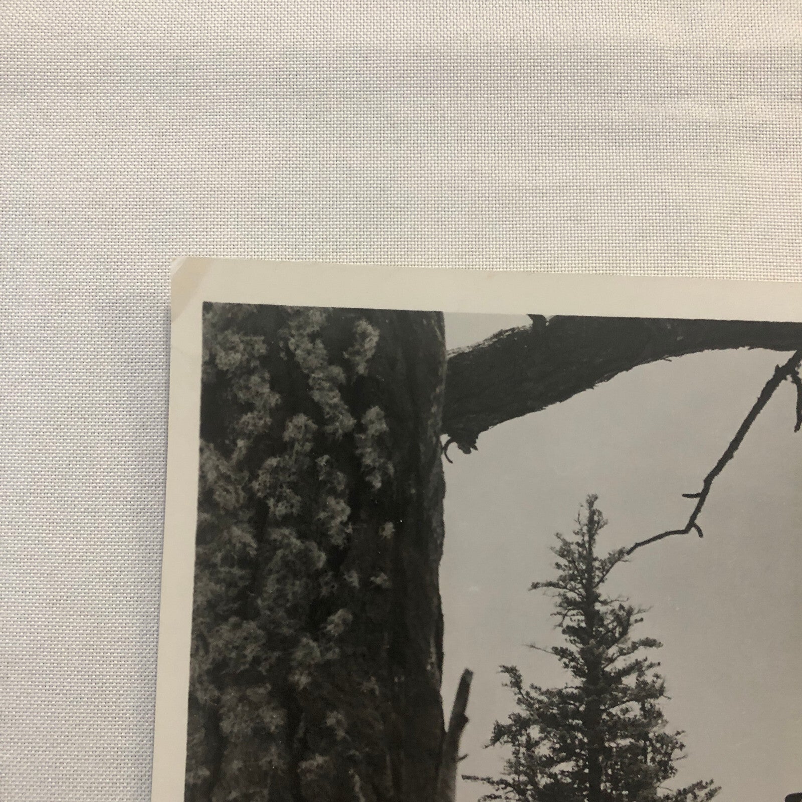 Actor Gary Cooper The Hanging Tree Movie Press Photo Photograph Warner Brothers
