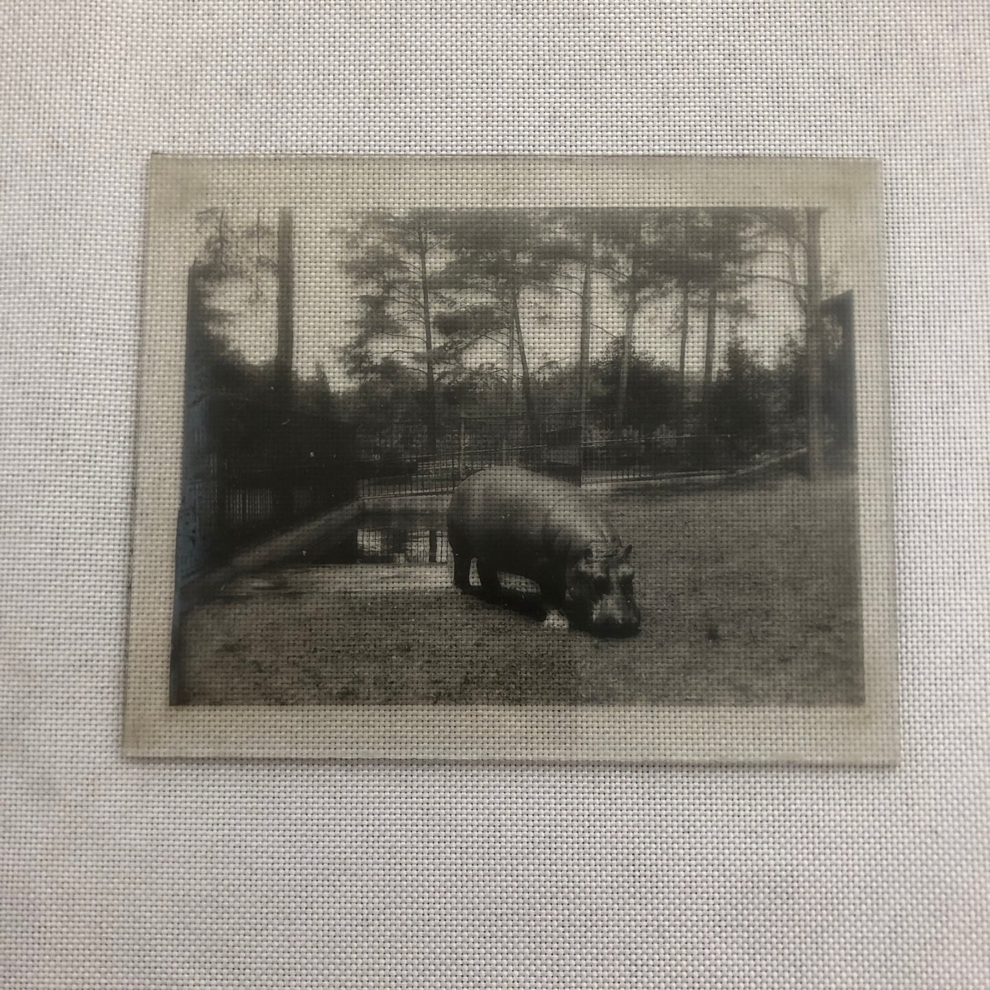 Glass Plate Lantern Slide Hippopotamus Hippo Animal Antique Vintage