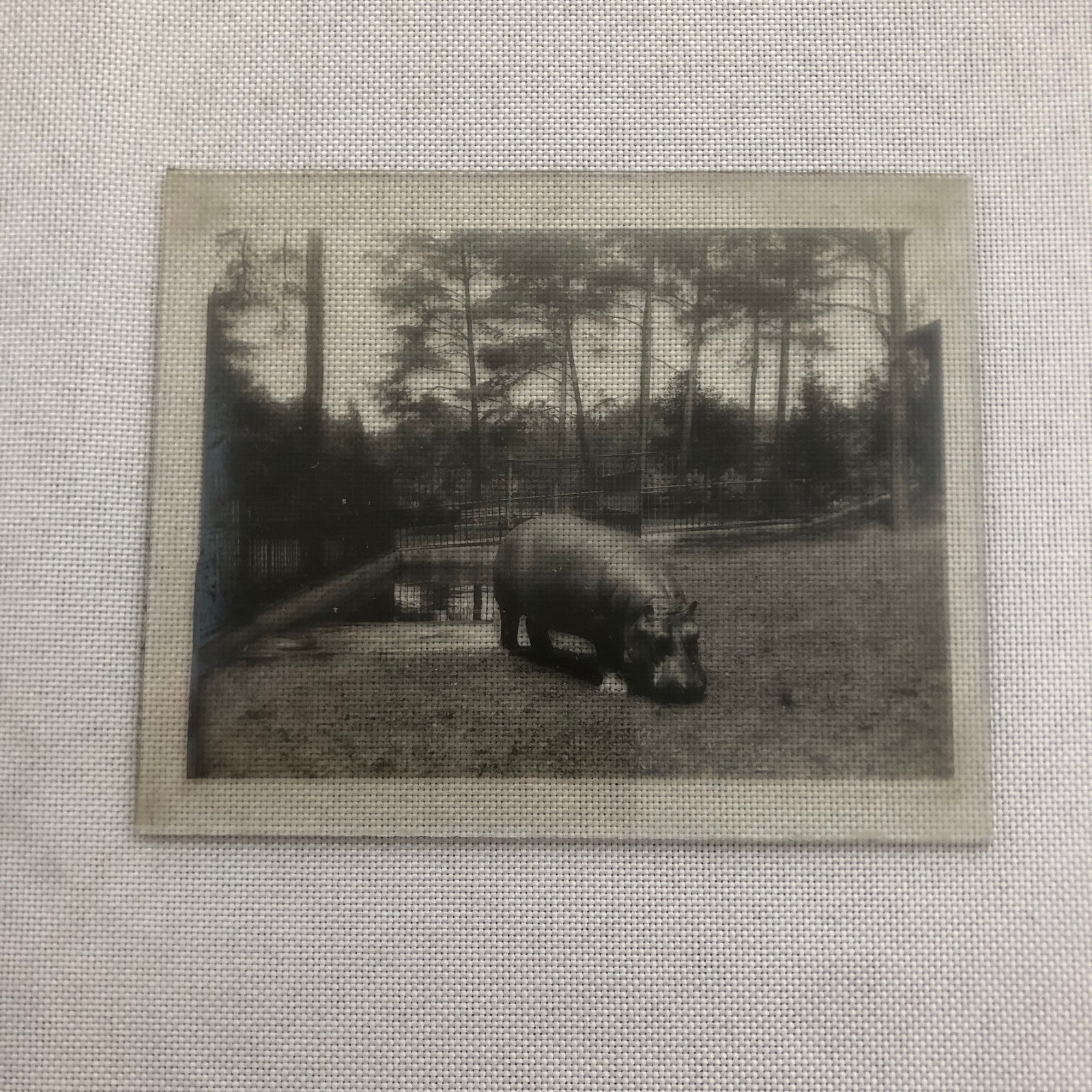 Glass Plate Lantern Slide Hippopotamus Hippo Animal Antique Vintage