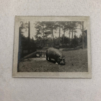 Glass Plate Lantern Slide Hippopotamus Hippo Animal Antique Vintage
