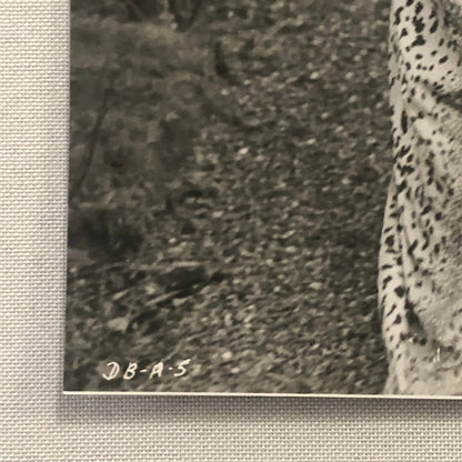 Katharine Hepburn Actress Photo Photograph Print Movie Still A Delicate Balance