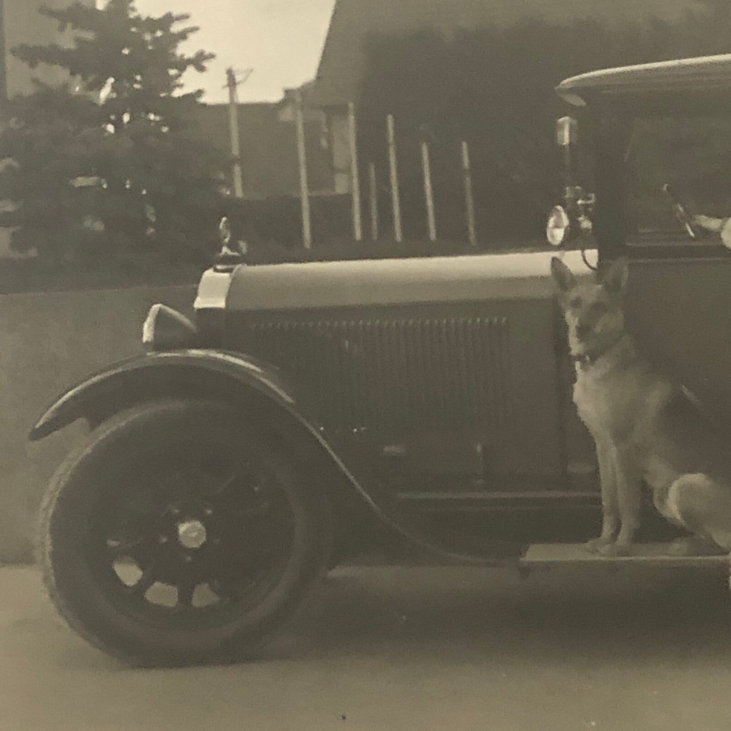 Vintage Dog Photo German Shepherd Car Woman Automobile Photograph AL22SM1