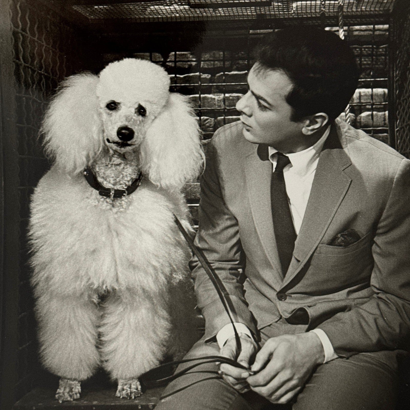 Vintage Movie Still Press Photo Photograph Print Wild and Wonderful Tony Curtis