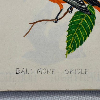 Vintage Bird Art Illustration Sketchbook Baltimore Oriole Grosbeak Nighthawk