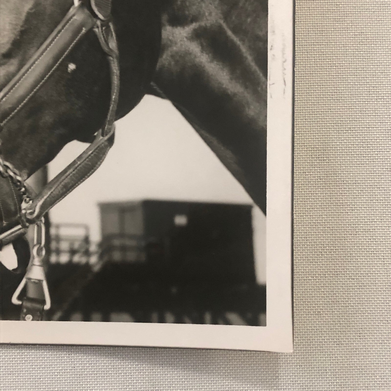 Vintage Horse Racing Photo Photograph Woodbine Racetrack King Gorm Phil Boylen