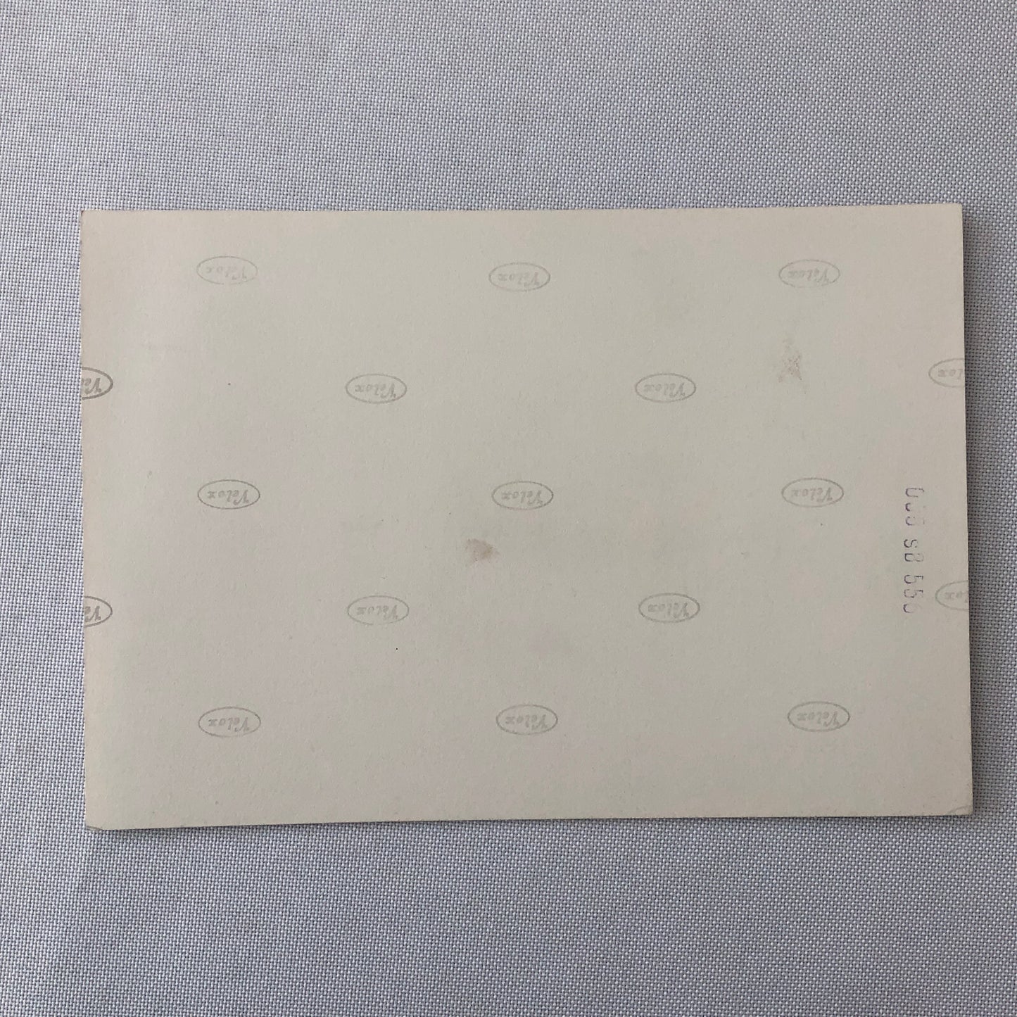 Circus Painting Vintage Photo Photograph Snake Camel Birds Animal Act