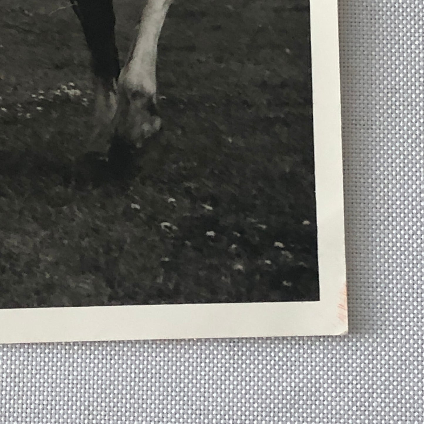 Native American Indian Aboriginal Man on Horseback Circus Photo Photograph