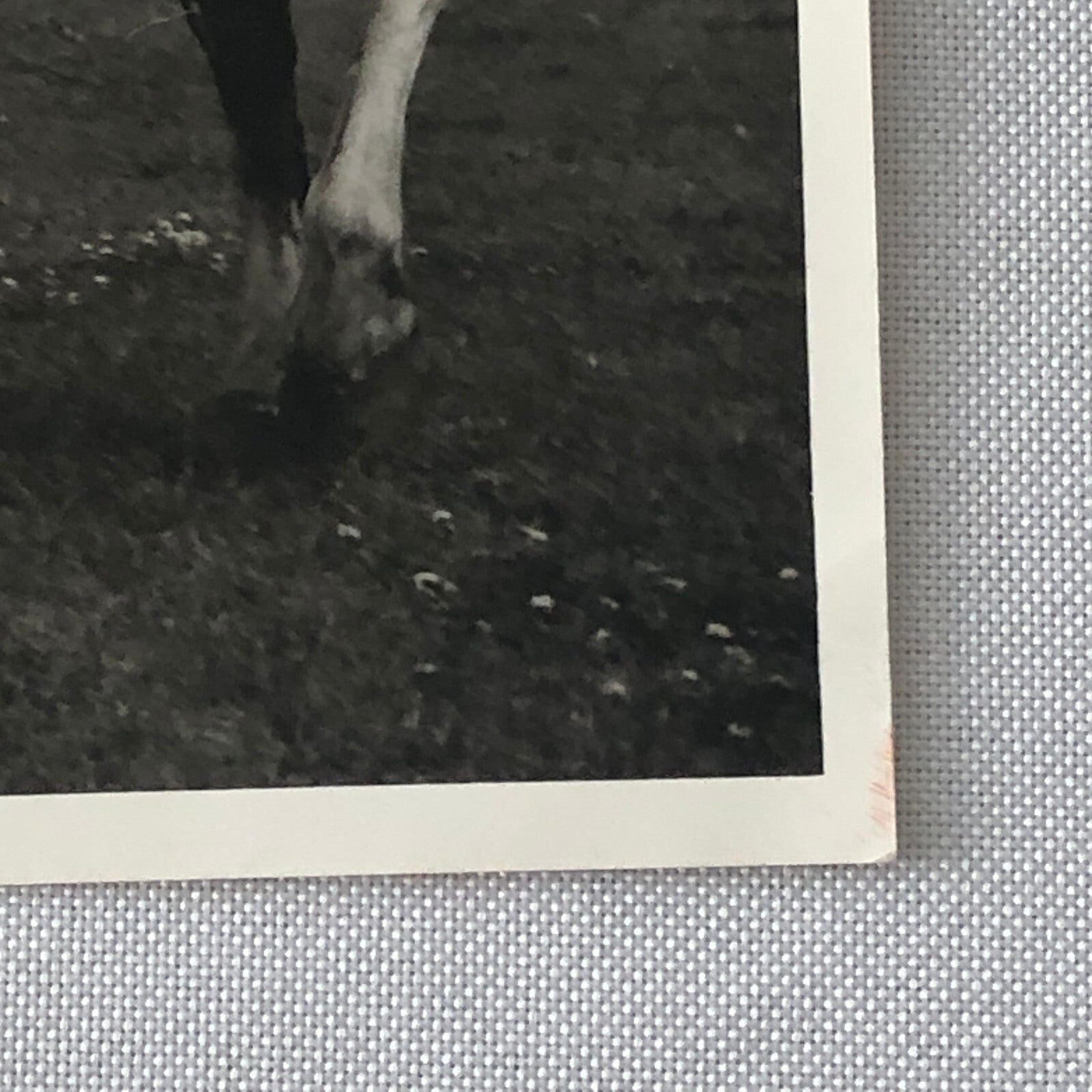 Native American Indian Aboriginal Man on Horseback Circus Photo Photograph