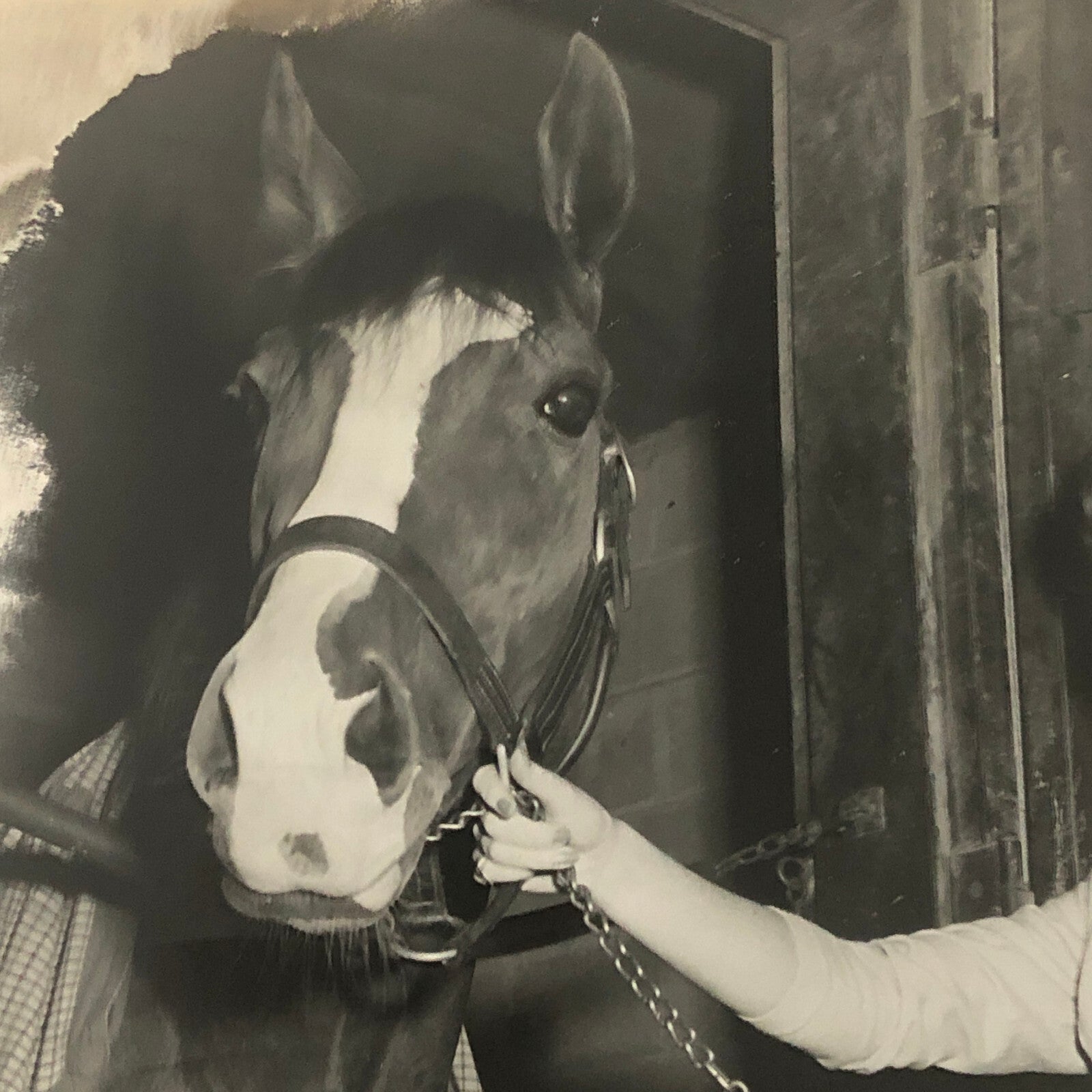 Vintage Horse Racing Photo Photograph TUROFSKY