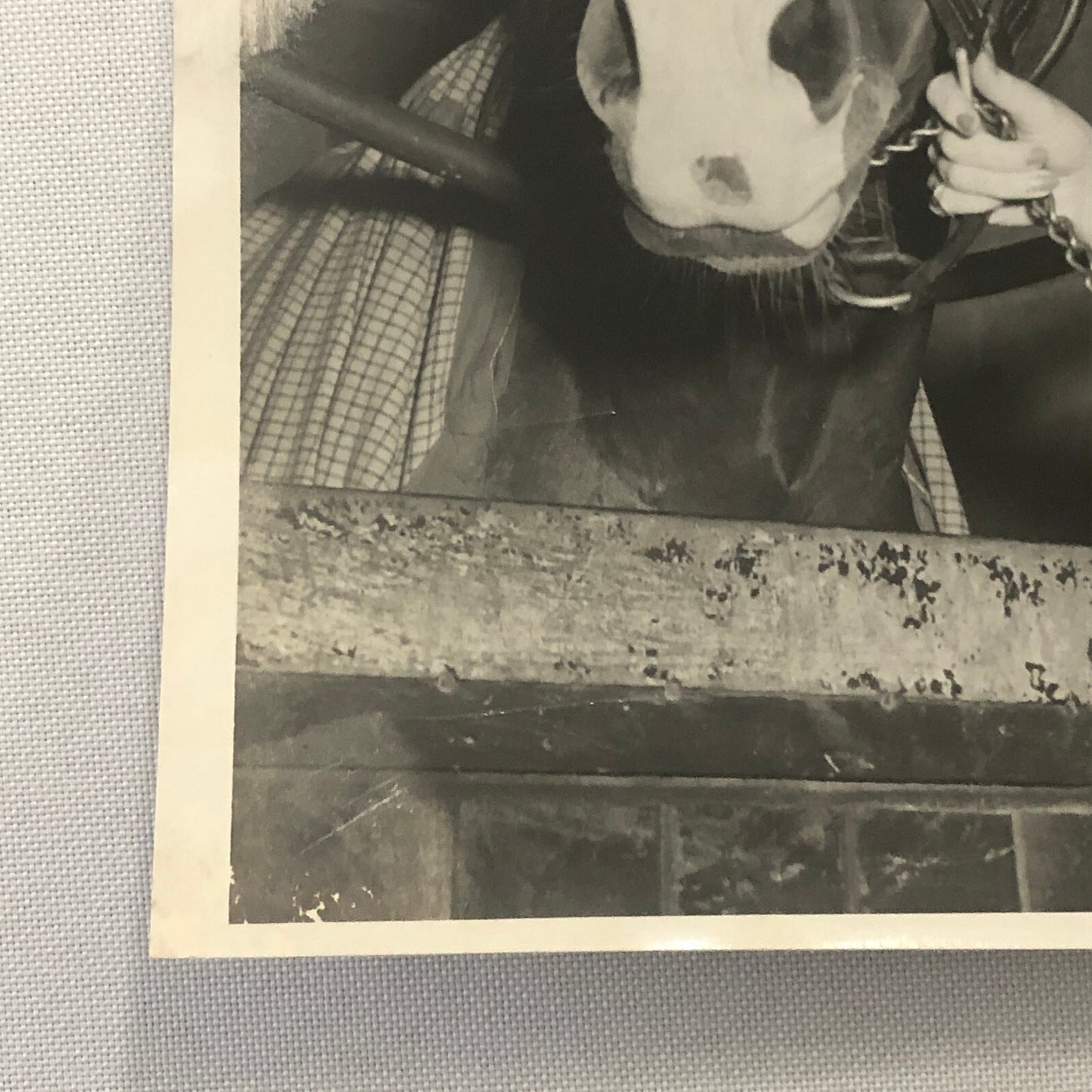 Vintage Horse Racing Photo Photograph TUROFSKY