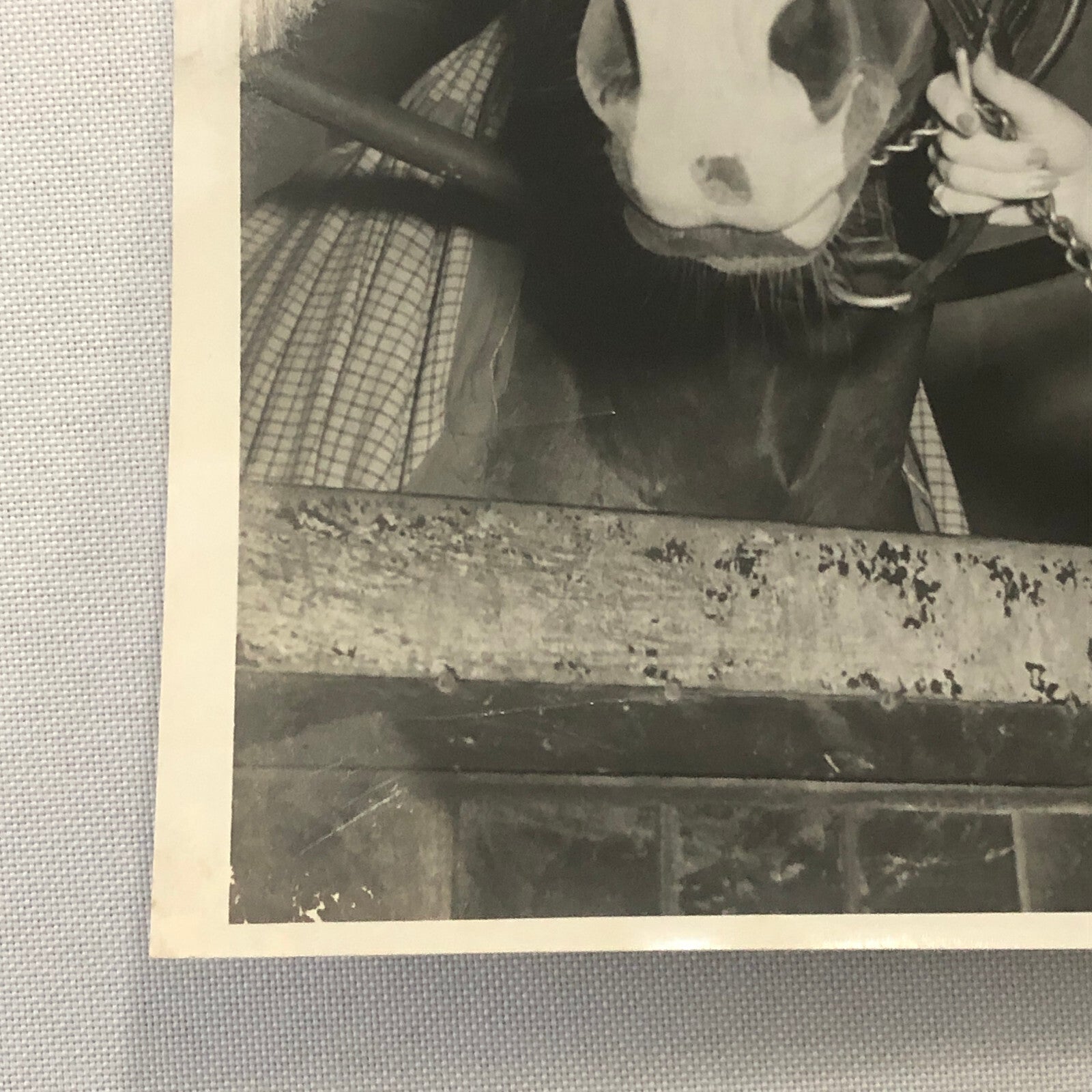 Vintage Horse Racing Photo Photograph TUROFSKY