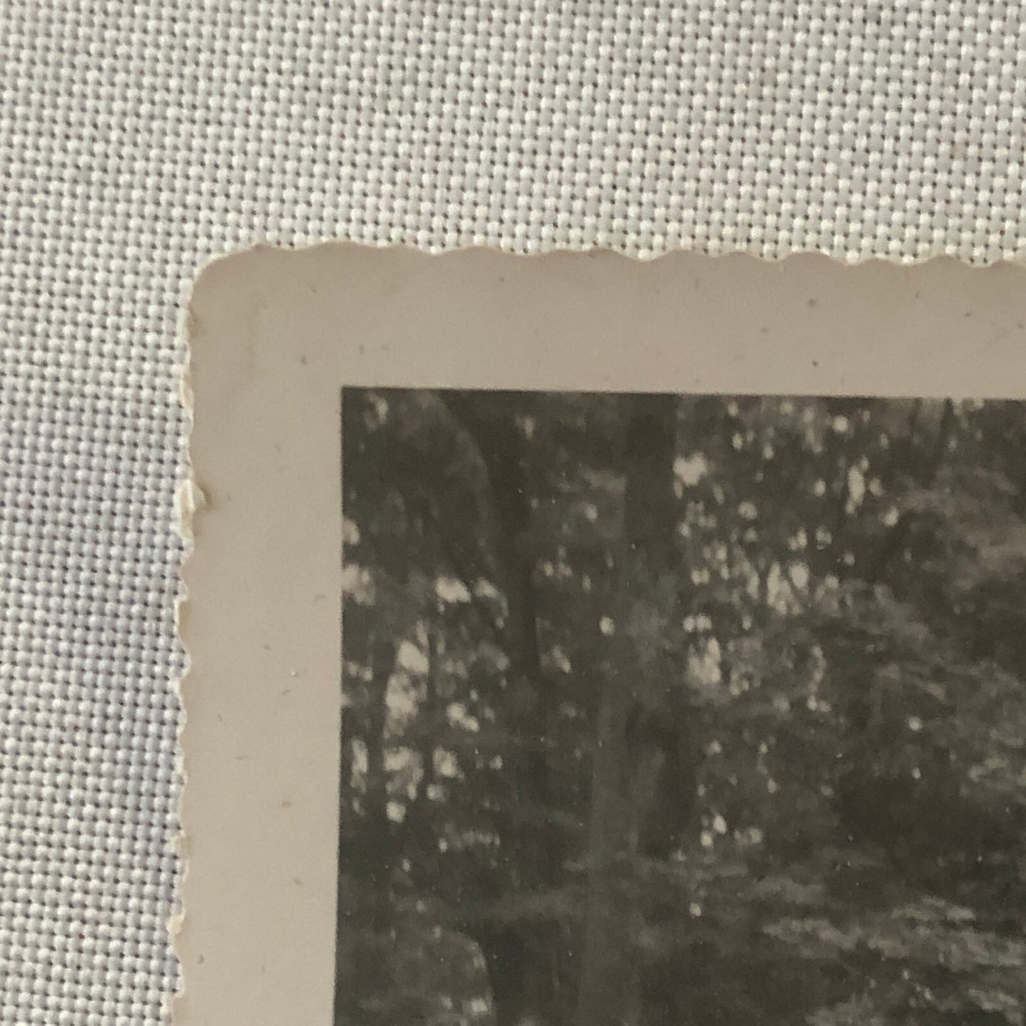 Vintage Oldsmobile Car Tunnel in Large Tree Photo Photograph Snapshot Print