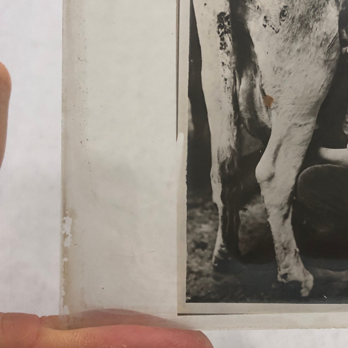 Antique Glass Plate Photo Slide Positive Woman Milking Cow Farm Barn