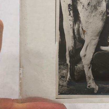 Antique Glass Plate Photo Slide Positive Woman Milking Cow Farm Barn