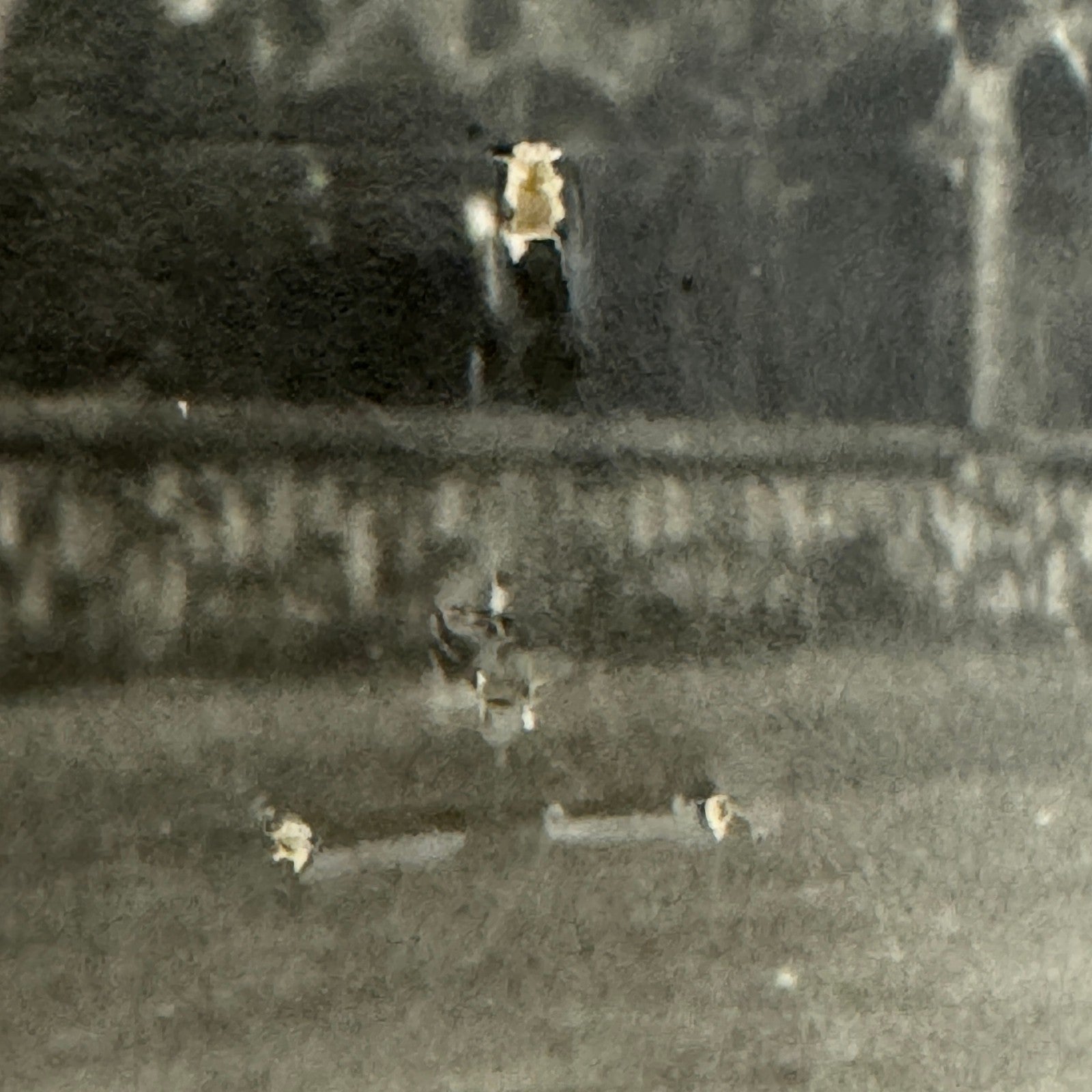 Vintage Racing Car Photo Automobile Motorsport Photograph Print