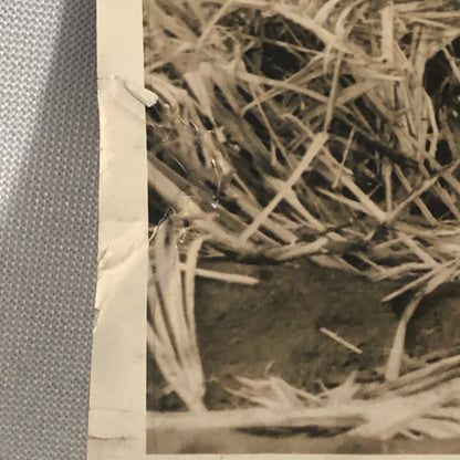 Press Photo Photograph United States Army Anti Aircraft Gun Camouflaged