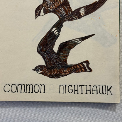 Vintage Bird Art Illustration Sketchbook Baltimore Oriole Grosbeak Nighthawk