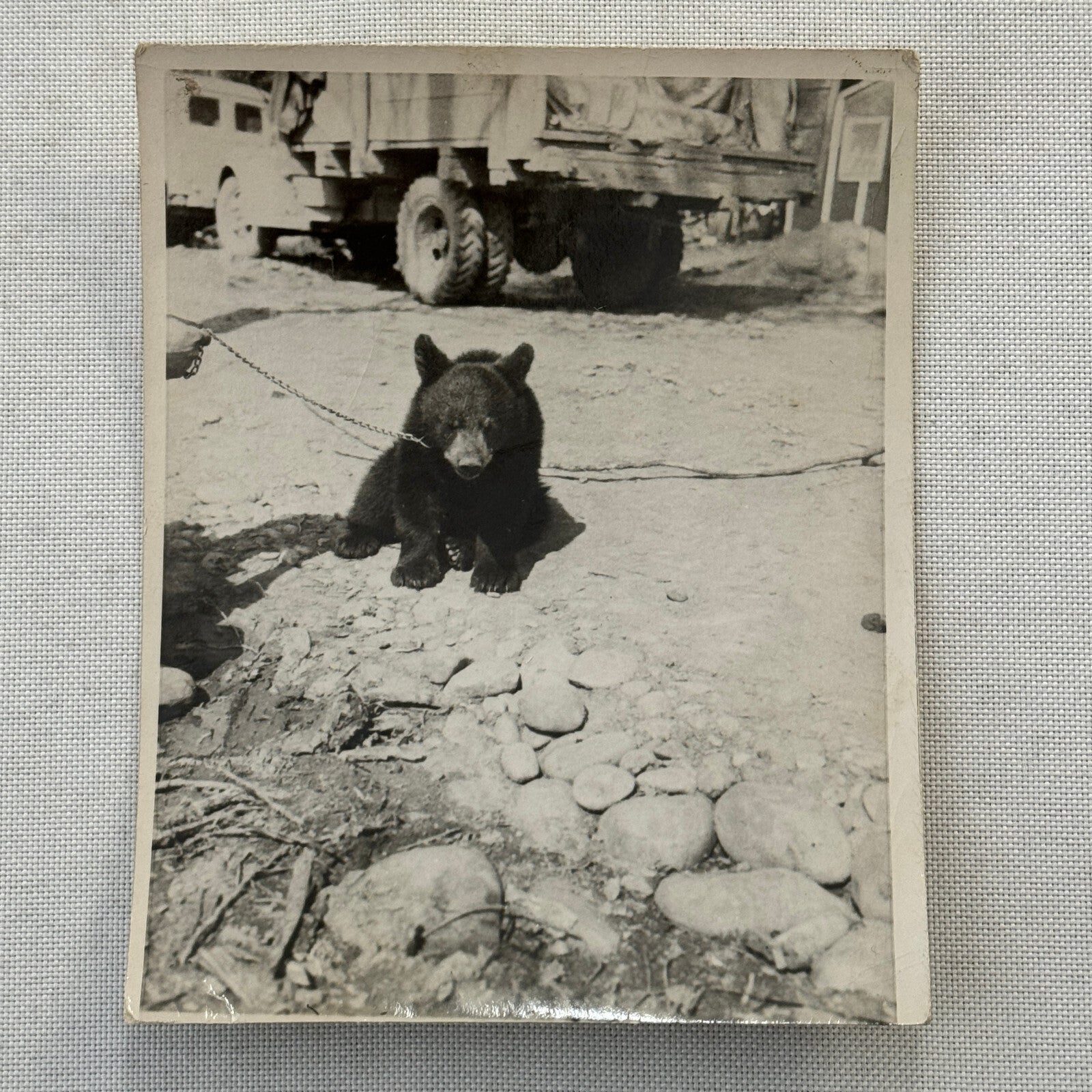 Vintage Photo Photograph Print Bear Cub with Truck