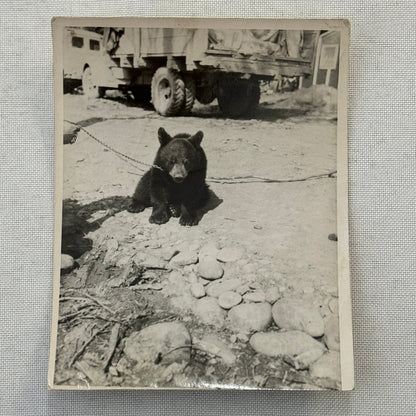 Vintage Photo Photograph Print Bear Cub with Truck