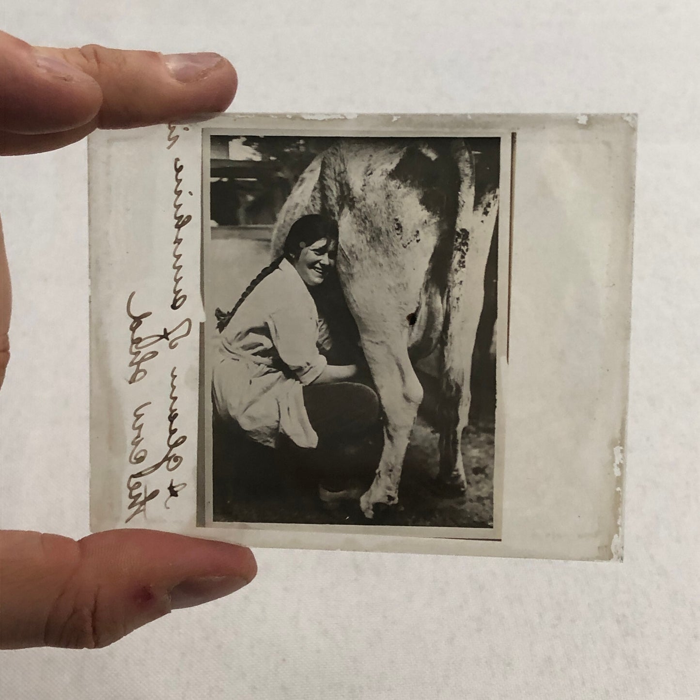 Antique Glass Plate Photo Slide Positive Woman Milking Cow Farm Barn