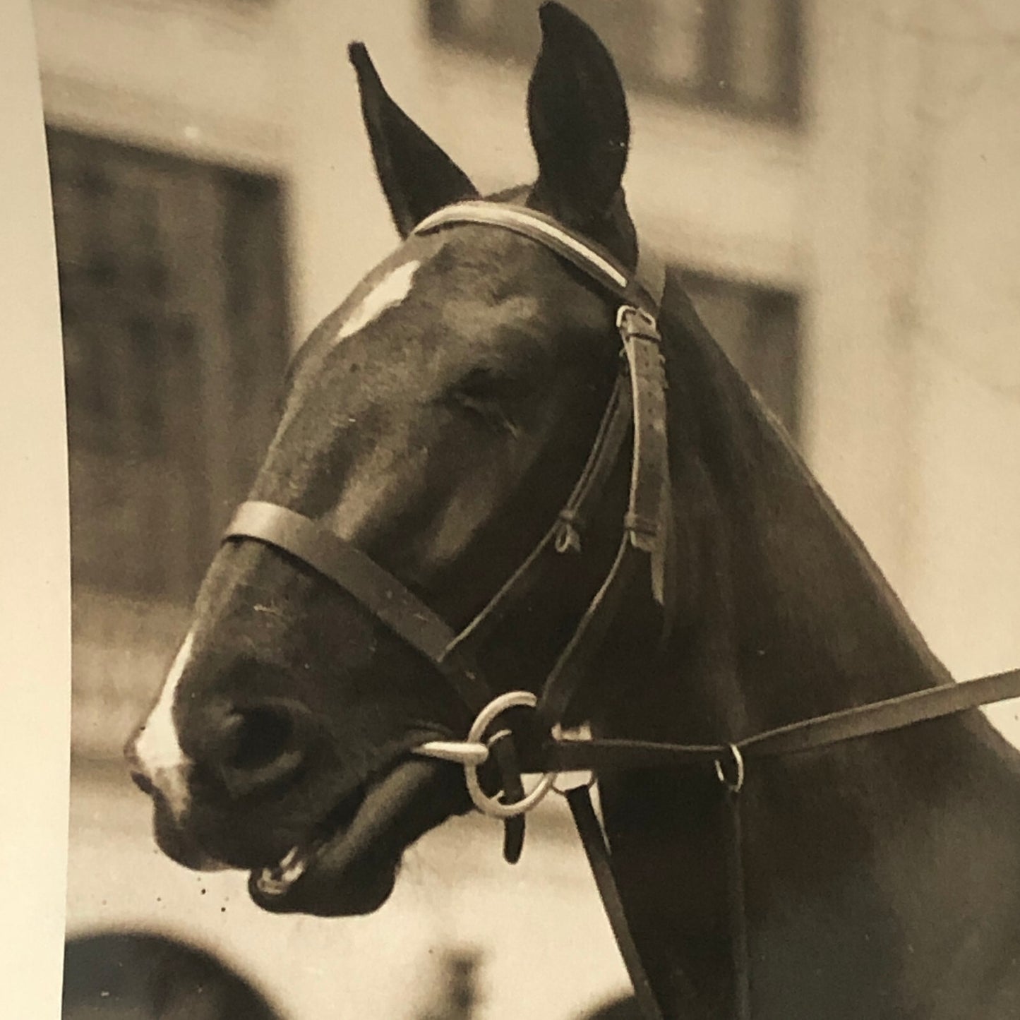 Press Photo Photograph Daughter of Senator James Couzens on Horse 1923